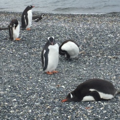 This gentoo penguin (the orange beaked sleepy one) clearly feels like I do after a long day's walk