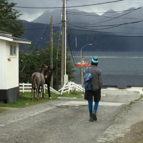 More freely wandering horses than people in Puerto Willaims